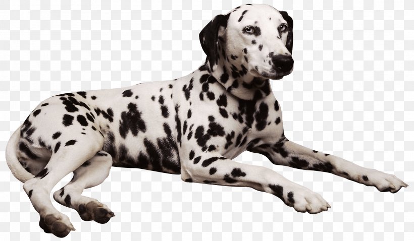 Dalmatian Dog Shar Pei Pembroke Welsh Corgi Puppy, PNG, 2126x1240px, Dalmatian Dog, Breed Group Dog, Canidae, Carnivoran, Companion Dog Download Free