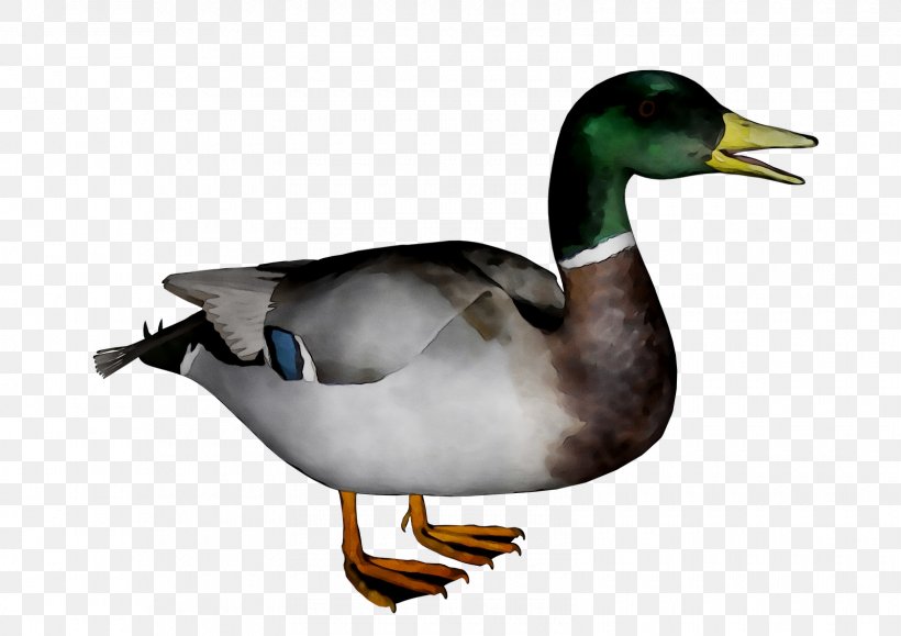 Donald Duck Clip Art Mallard American Pekin, PNG, 1600x1131px, Duck, American Black Duck, American Pekin, Beak, Bird Download Free