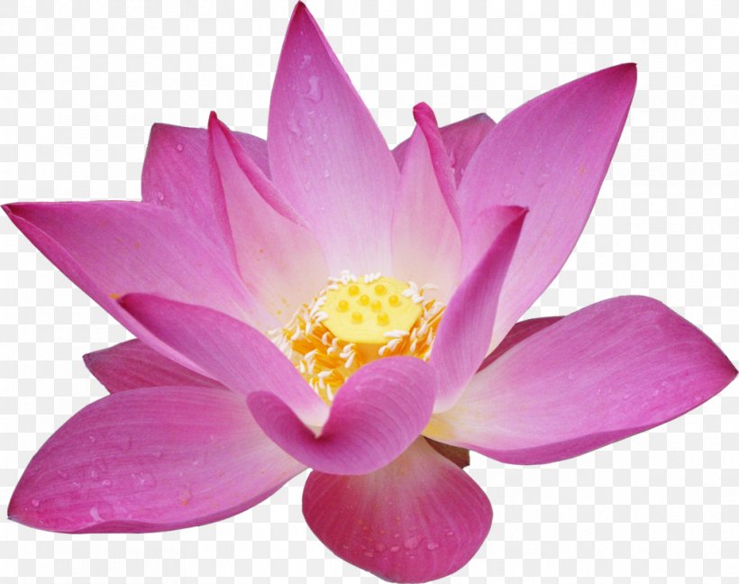 Flower Garden Roses Lotus Desktop Wallpaper, PNG, 1011x800px, Flower, Aquatic Plant, Artificial Flower, Beauty Parlour, Flowering Plant Download Free
