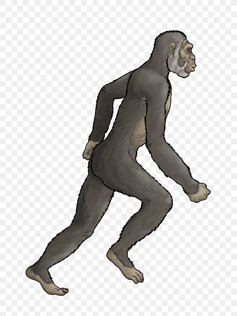 Homo Sapiens Primate Australopithecus Afarensis Lucy Australopithecus Africanus, PNG, 730x1095px, Watercolor, Cartoon, Flower, Frame, Heart Download Free