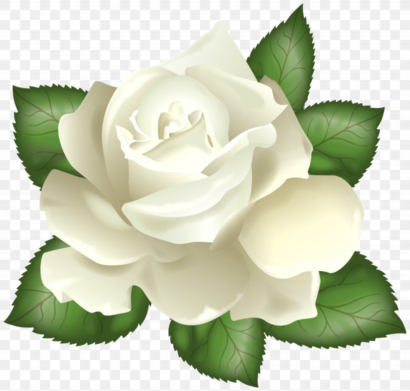 Rose White Flower Clip Art, PNG, 5000x4773px, Rose, Art, Blog, Cut Flowers, Drawing Download Free