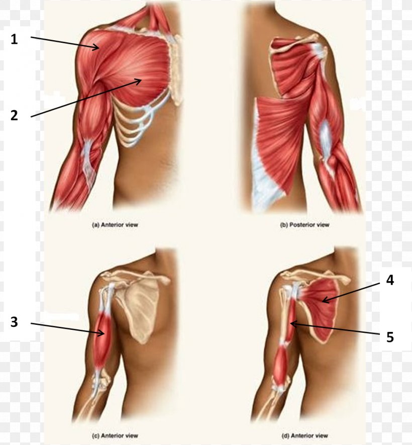 Triceps Brachii Muscle Biceps Anatomy Supraspinatus Muscle, PNG, 973x1051px, Watercolor, Cartoon, Flower, Frame, Heart Download Free