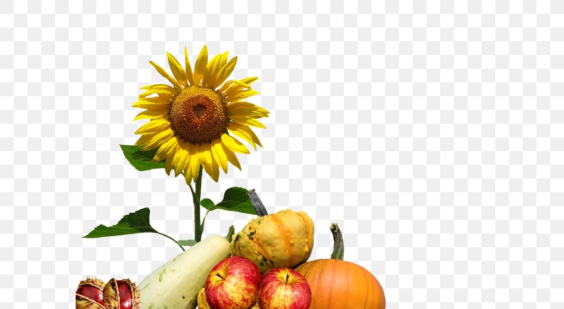 Autumn Clip Art Common Sunflower Image, PNG, 600x450px, Autumn, Annual Plant, Aster, Autumn Leaf Color, Common Sunflower Download Free