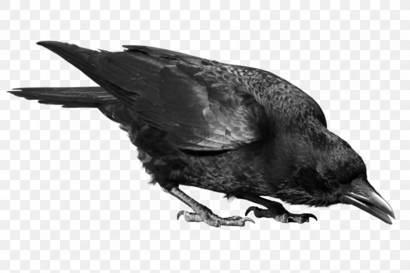 Common Raven Bird Clip Art, PNG, 900x600px, American Crow, Beak, Bird, Black And White, Common Raven Download Free