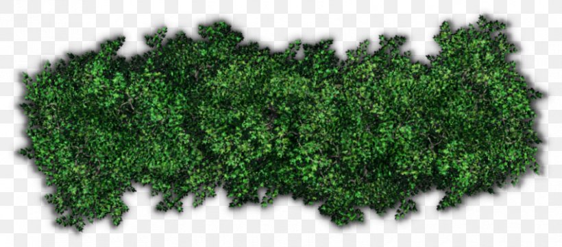 Shrub Tree Hedge Clip Art, PNG, 850x374px, Shrub, Evergreen, Grass, Green, Hedge Download Free