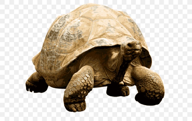 Turtle Giant Tortoise African Spurred Tortoise Gopher Tortoise Hermann's Tortoise, PNG, 640x518px, Turtle, African Spurred Tortoise, Aldabra Giant Tortoise, Box Turtle, Desert Tortoise Download Free
