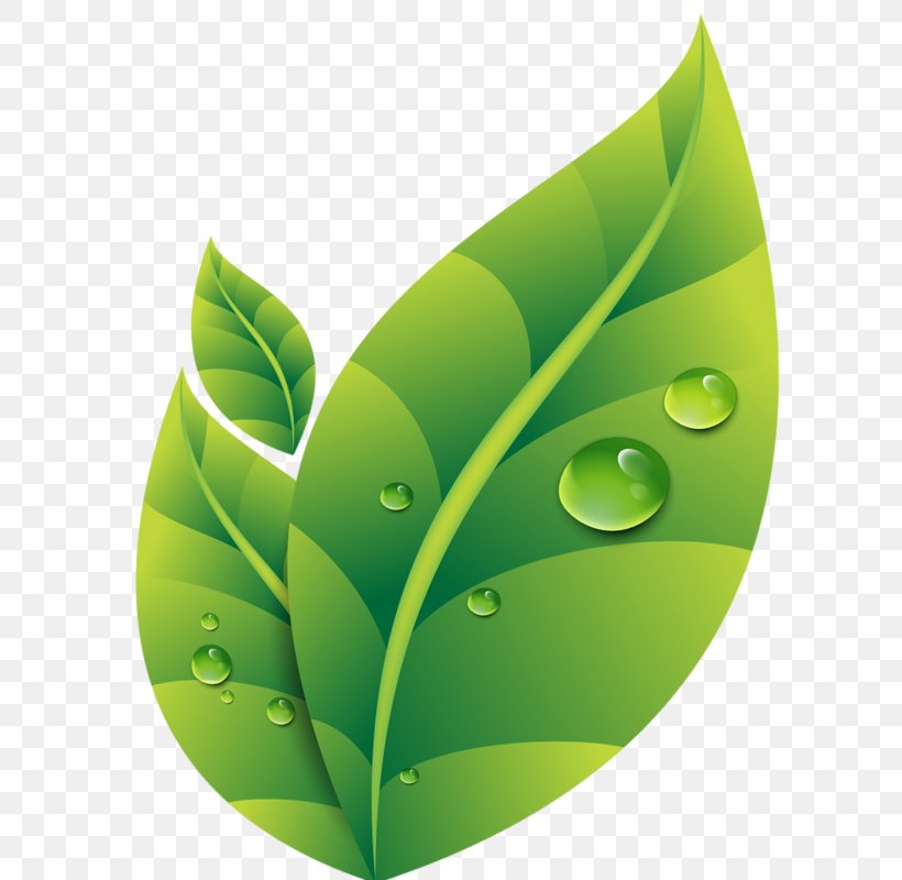 Dew Drop Leaf, PNG, 694x800px, Dew, Designer, Drop, Gratis, Green Download Free
