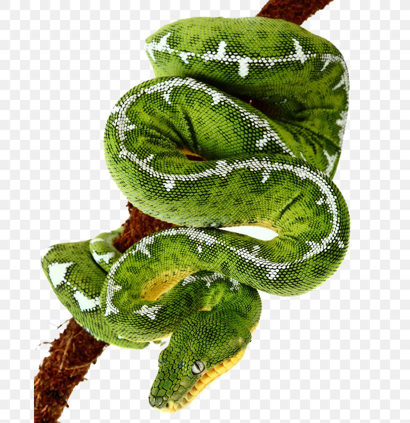 Smooth Green Snake Amazon Basin Emerald Tree Boa Boiga Dendrophila, PNG, 683x847px, Snake, Beauty Rat Snake, Boiga, Boiga Dendrophila, Corallus Download Free