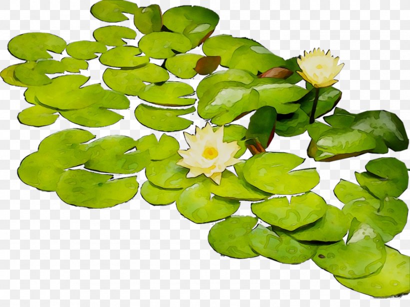 Flower Aquatic Plants, PNG, 1486x1115px, Flower, Annual Plant, Aquatic Plant, Aquatic Plants, Flowering Plant Download Free