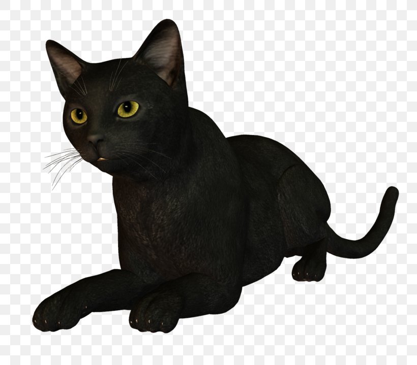Bombay Cat Burmese Cat Korat Malayan Cat Kitten, PNG, 800x719px, Bombay Cat, Animal, Asian, Birman, Black Download Free