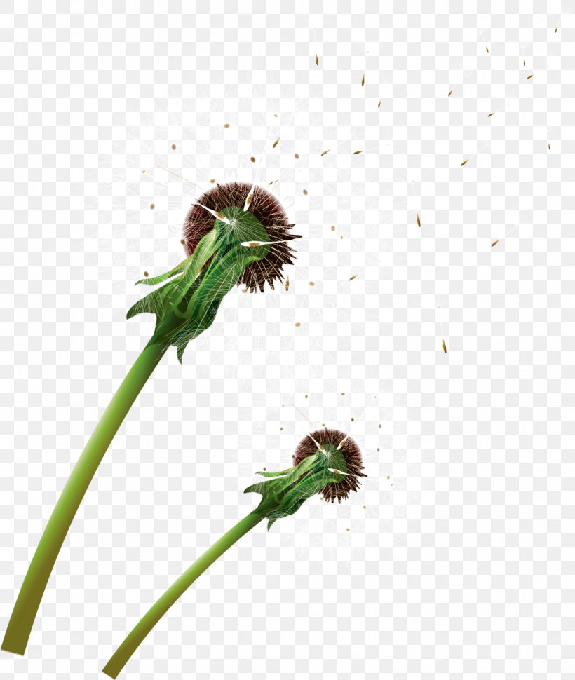 Dandelion Insect Plant LiveInternet Invertebrate, PNG, 976x1155px, Dandelion, Author, Diary, Flower, Insect Download Free