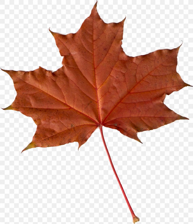 Maple Leaf Fractal Autumn Leaves Tree, PNG, 962x1113px, Leaf, Autumn Leaves, Barnsley Fern, Fractal, Fractalgenerating Software Download Free