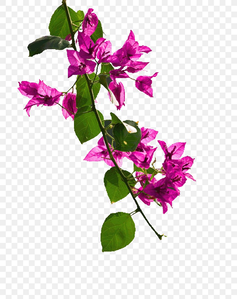 Image Clip Art Vector Graphics Drawing, PNG, 700x1034px, Drawing, Annual Plant, Blog, Bougainvillea, Bougainvillea Glabra Download Free