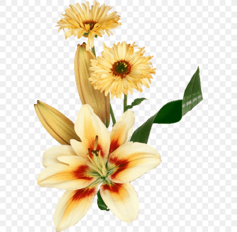 Image Photograph Flower Desktop Wallpaper, PNG, 587x800px, Flower, Cut Flowers, Daisy, Daisy Family, Floral Design Download Free