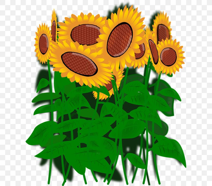 Common Sunflower Clip Art, PNG, 622x720px, Common Sunflower, Daisy Family, Digital Image, Flower, Flowering Plant Download Free