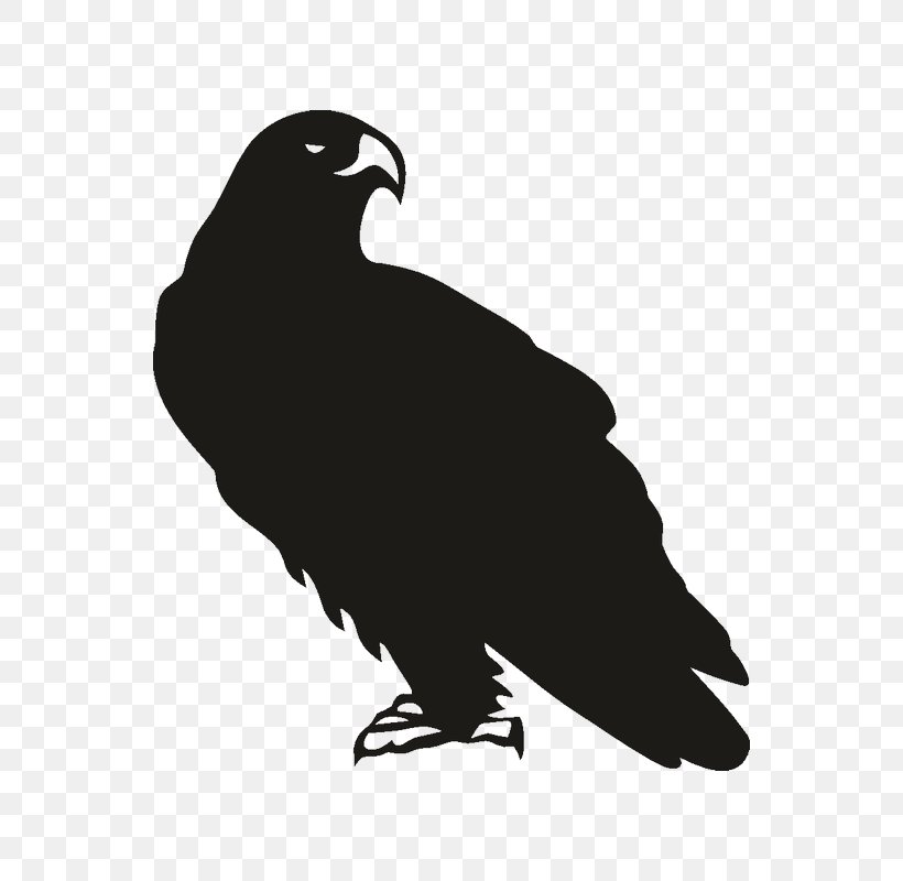Eagle Decal Bird Sticker Size?, PNG, 800x800px, Eagle, Animal, Bald Eagle, Beak, Bird Download Free