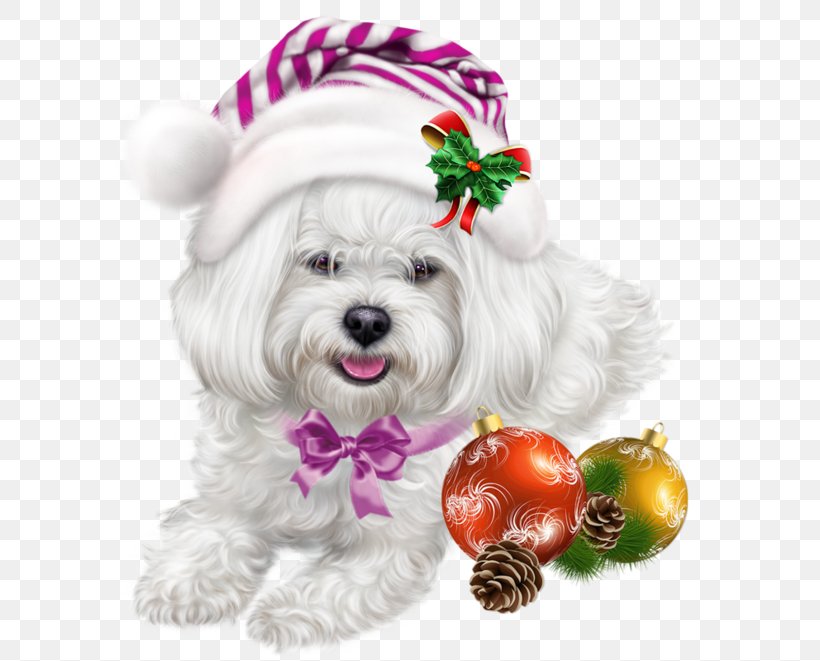 Maltese Dog Shih Tzu Lhasa Apso Puppy Havanese Dog, PNG, 600x661px, Maltese Dog, Bichon, Bichon Frise, Carnivoran, Christmas Download Free