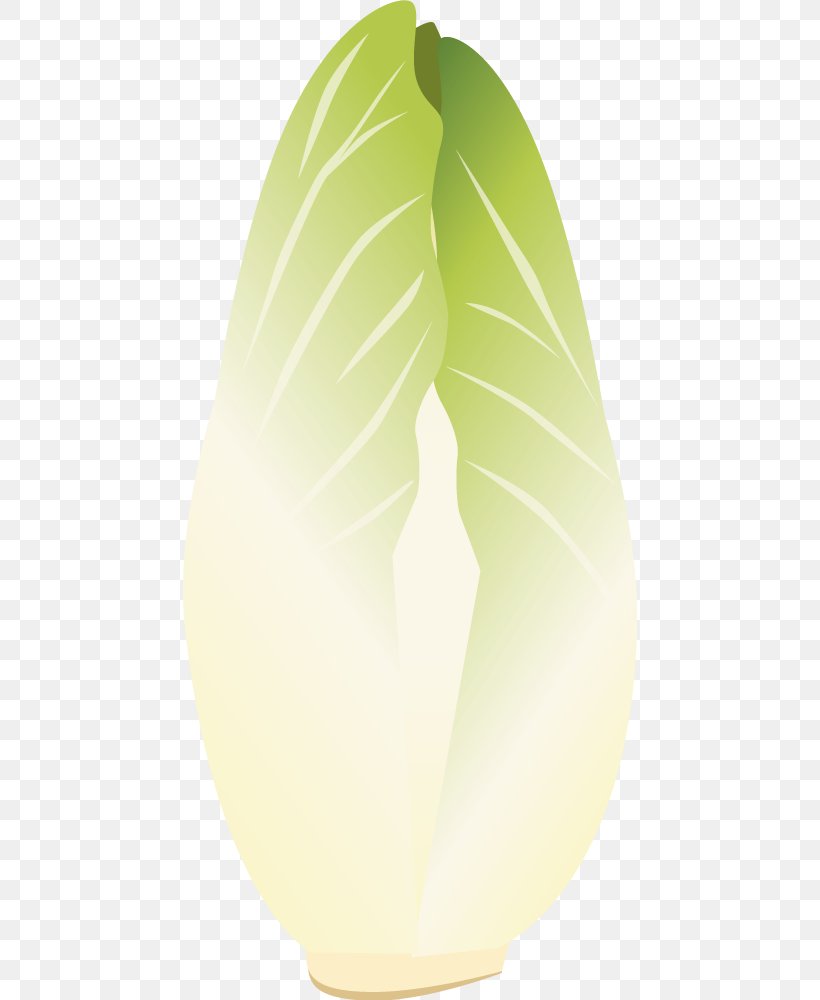 Chicory Spindle Apparatus Vegetable Leaf Illustration, PNG, 454x1000px, Chicory, Bladnerv, Budi Daya, Food, Fruit Download Free