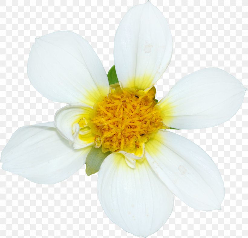 Cut Flowers Petal White, PNG, 1200x1153px, Flower, Cut Flowers, Flowering Plant, Petal, Plant Download Free