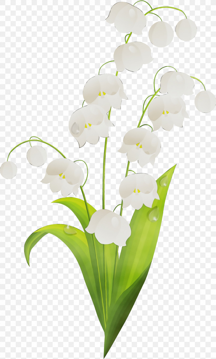 Flower Plant Lily Of The Valley Petal Terrestrial Plant, PNG, 1700x2830px, Watercolor, Arum Family, Cut Flowers, Dendrobium, Flower Download Free