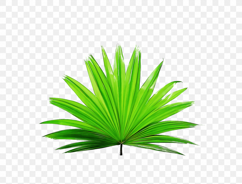 Palm Trees, PNG, 1892x1440px, Leaf, Branch, Drawing, Leaf Blower, Logo Download Free