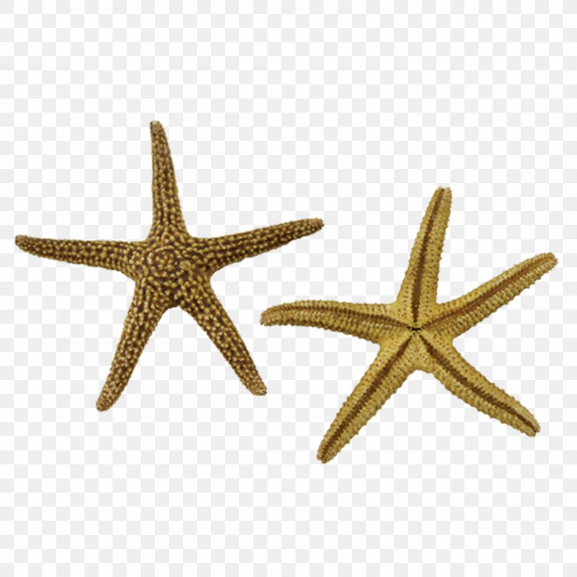 Starfish Marine Invertebrates Echinoderm Seashell, PNG, 1100x1100px, Starfish, Animal, Body Jewelry, Coral, Decorative Arts Download Free