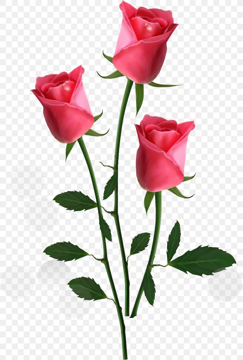 Rose Flower Pink Clip Art, PNG, 815x1216px, Rose, Bud, China Rose, Cut Flowers, Floribunda Download Free