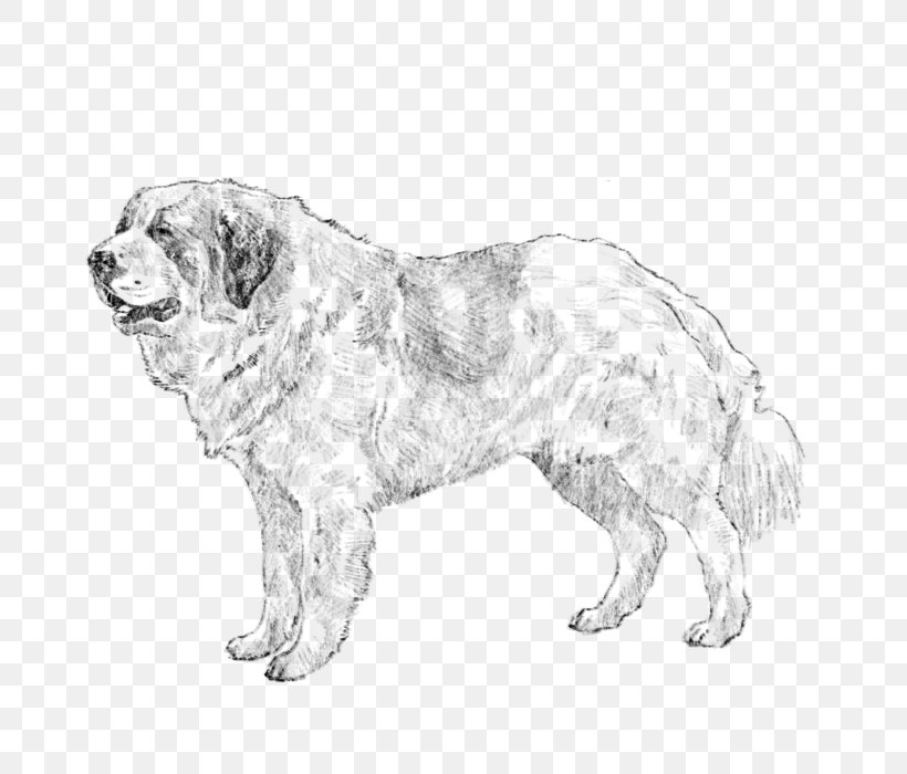 Ancient Dog Breeds Polish Tatra Sheepdog Sporting Group Retriever, PNG, 700x700px, Dog Breed, Ancient Dog Breeds, Artwork, Black And White, Breed Download Free