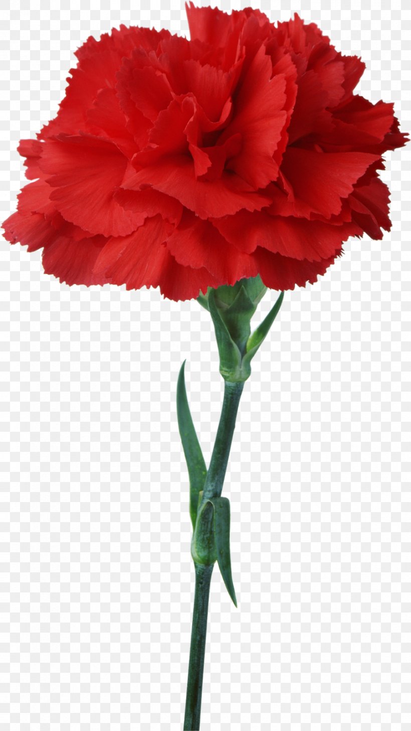 Carnation Flower Red Floristry Clip Art, PNG, 901x1600px, Carnation, Annual Plant, Artificial Flower, Birth Flower, Blue Download Free