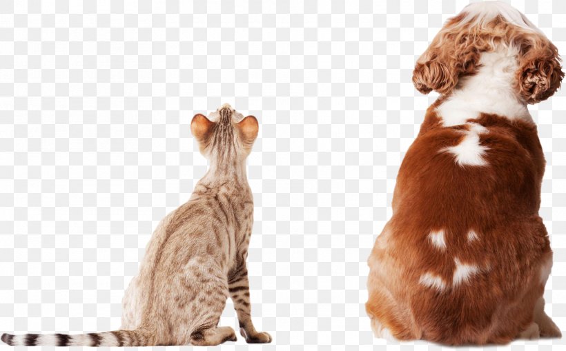 Cat Dog Stock Photography Pet Insurance, PNG, 1872x1164px, Cat, Animal, Carnivoran, Cat Like Mammal, Cats Dogs Download Free