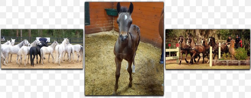 Farm Tours Of Ocala Stallion Thoroughbred American Quarter Horse Arabian Horse, PNG, 1920x750px, Farm Tours Of Ocala, American Quarter Horse, Arabian Horse, Art, Equestrian Download Free