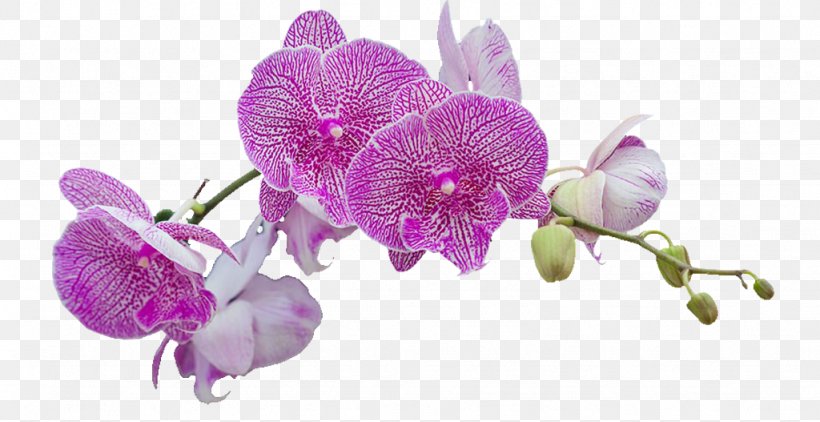Moth Orchids Flower Purple Petal, PNG, 1024x527px, Moth Orchids, Carpel, Cut Flowers, Designer, Flora Download Free