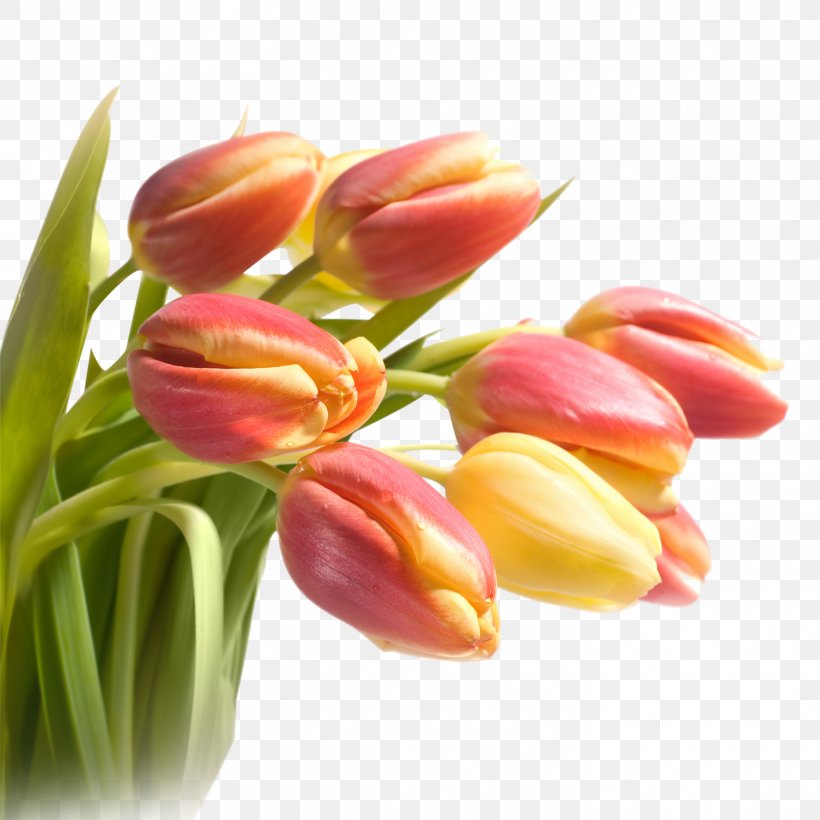 Paper Tulip Flower Bouquet Wallpaper, PNG, 1417x1417px, Paper, Bud, Cut Flowers, Digital Image, Flower Download Free