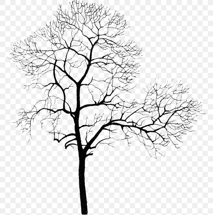 Tree Computer File, PNG, 765x826px, Tree, Black And White, Branch, Drawing, Flora Download Free
