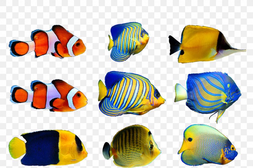 U6d77u6d0b Deep Sea Fish U6d77u6c34u9b5a, PNG, 1024x683px, Fish, Deep Sea, Deep Sea Fish, Freshwater Fish, Marine Biology Download Free