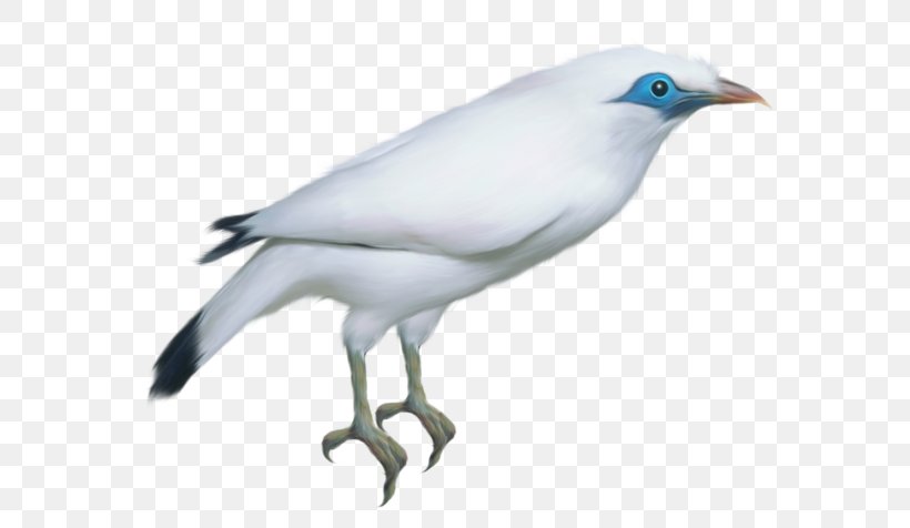Bird Rock Dove Clip Art, PNG, 600x476px, Bird, Beak, Black And White, Fauna, Feather Download Free