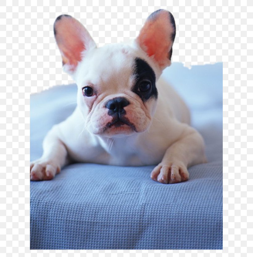 Chihuahua Pug Maltese Dog French Bulldog, PNG, 625x833px, Chihuahua, Breed, Bulldog, Carnivoran, Companion Dog Download Free