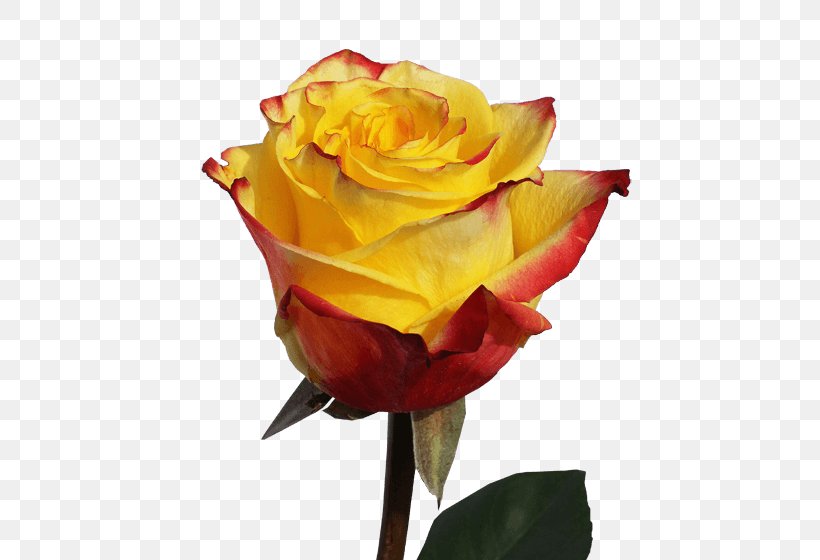 Garden Roses Cabbage Rose Floribunda Flower Yellow, PNG, 460x560px, Garden Roses, Austrian Briar, Bud, Cabbage Rose, Cultivar Download Free