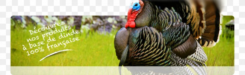 Meleagrididae Hindicilik Chicken Amerikan Bronz Bird, PNG, 1015x315px, Meleagrididae, Beak, Bird, Chicken, Close Up Download Free