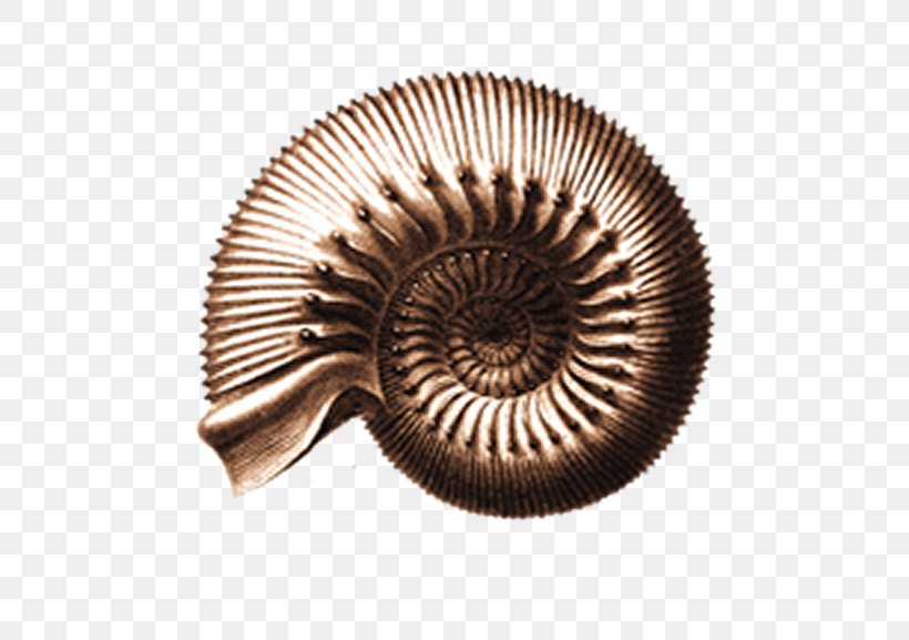 Metal Background, PNG, 513x577px, Purbeck District, Ammonites, Ammonoidea, Copper, Education Download Free
