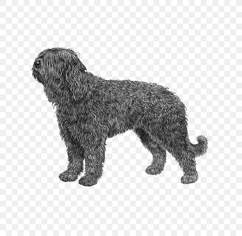 Barbet Schnoodle Spanish Water Dog Portuguese Water Dog Wirehaired Pointing Griffon, PNG, 800x800px, Barbet, Affenpinscher, Animal Figure, Breed, Carnivoran Download Free