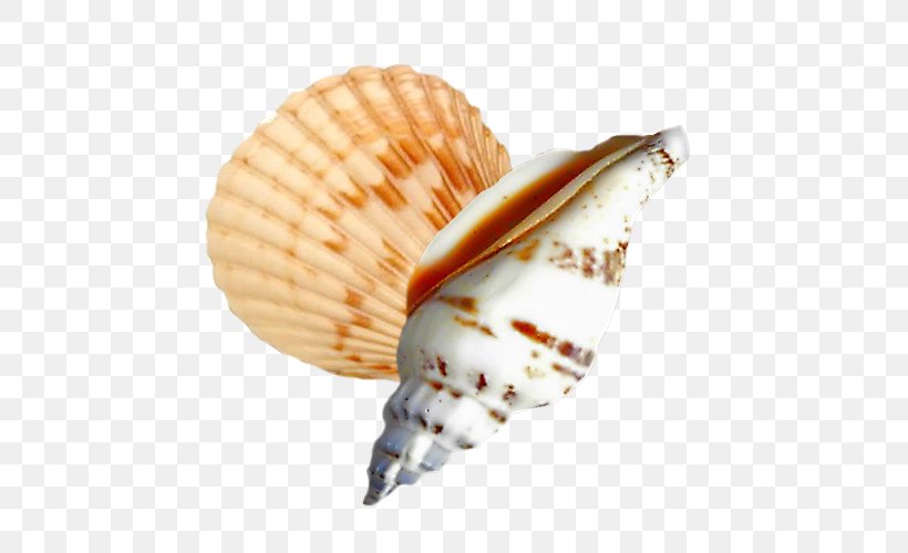 Cockle Seashell Conchology Sea Snail, PNG, 500x500px, Cockle, Clam, Clams Oysters Mussels And Scallops, Conch, Conchology Download Free