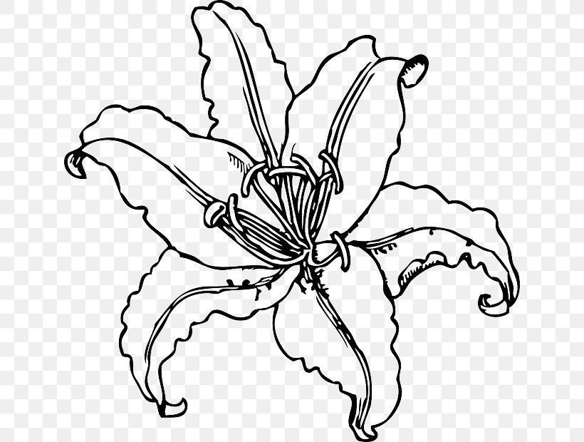 Lilium Auratum Flower Coloring Book Plant Clip Art, PNG, 640x620px, Lilium Auratum, Artwork, Arumlily, Black And White, Book Download Free