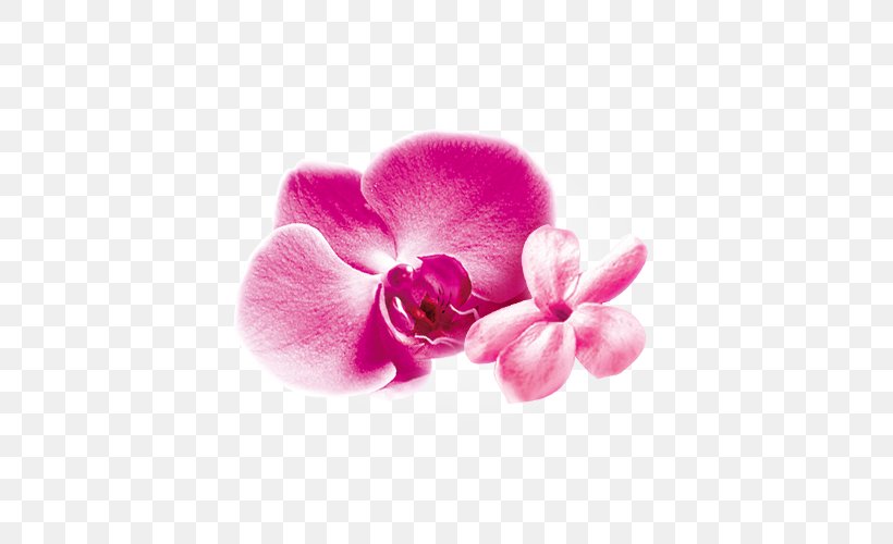 Moth Orchids Pink M Close-up, PNG, 500x500px, Moth Orchids, Closeup, Flower, Flowering Plant, Magenta Download Free