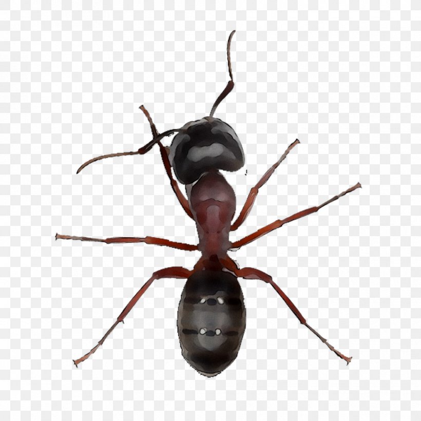 Black Garden Ant Insect Ichneumoninae Carpenter Ant, PNG, 990x990px, Ant, Apocrita, Arthropod, Black Garden Ant, Carpenter Ant Download Free