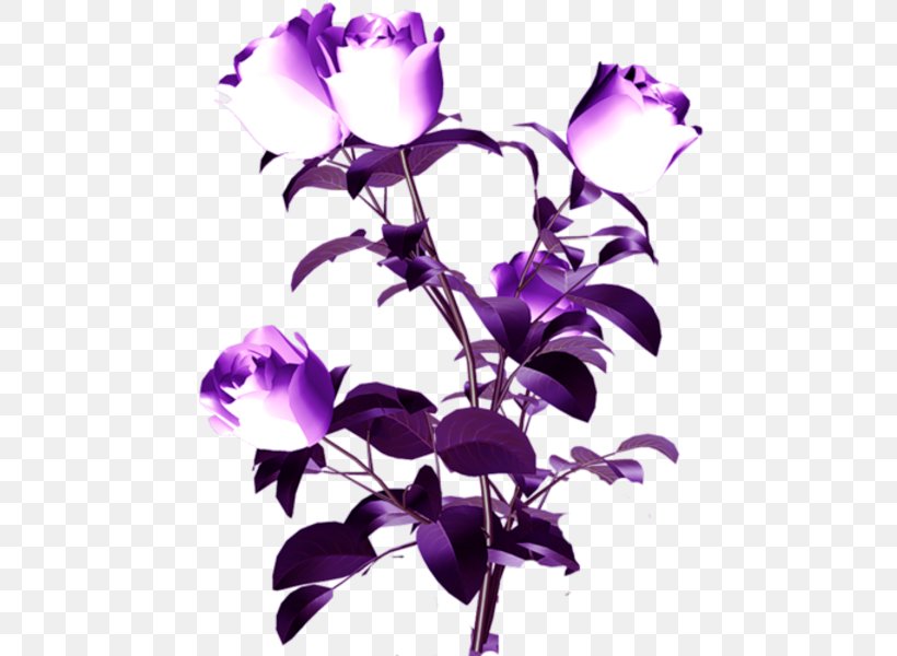 Cut Flowers Petal Plant Stem Purple, PNG, 492x600px, Flower, Branch, Cattleya Orchids, Cut Flowers, Drawing Download Free