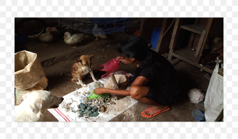 Dog Breed Puppy Artisanal Mining Camarines Norte, PNG, 720x480px, Dog Breed, Carnivoran, Dog, Dog Breed Group, Dog Like Mammal Download Free