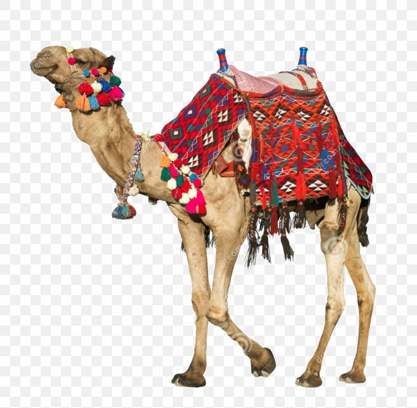 Saddle Stock Photography Dromedary Image, PNG, 1024x1002px, Saddle, Animal Figure, Arabian Camel, Art, Camel Download Free