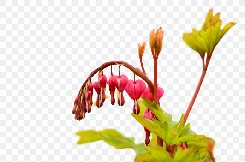 Floral Design, PNG, 1920x1270px, Cut Flowers, Biology, Bud, Floral Design, Flower Download Free