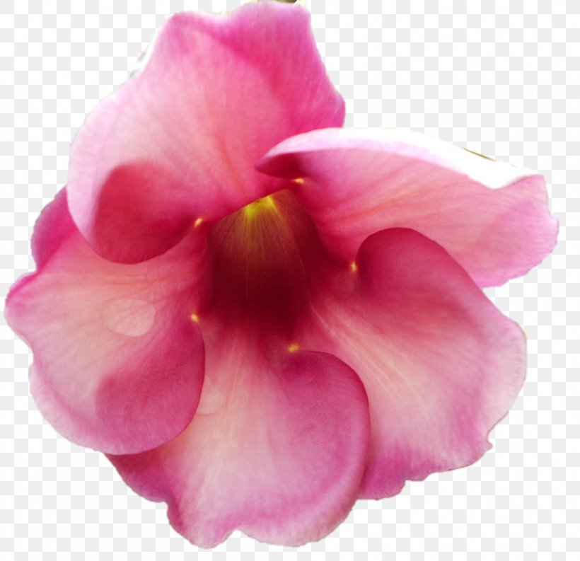 Petal Ramakrishna Mission Cabbage Rose Garden Roses Flower, PNG, 946x915px, Petal, Cabbage Rose, Cut Flowers, Floribunda, Flower Download Free